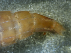 Stylurus notatus