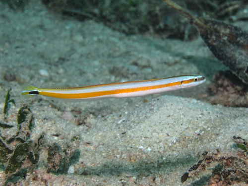 Sierlijke wormvis (Gunnellichthys curiosus) — Microdesmidae — 4