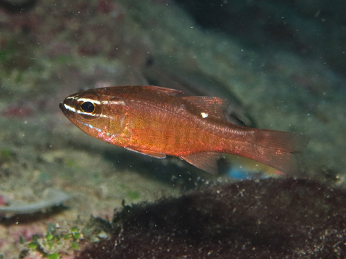 Moluccan cardinalfish (Ostorhinchus moluccensis) — Apogonidae — 5