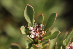 Isopogon buxifolius