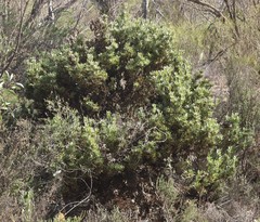 Isopogon buxifolius