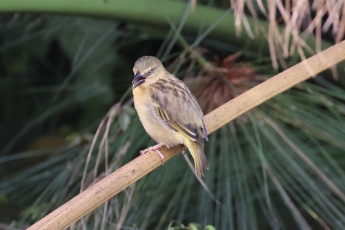 Northern Brown-throated Weaver (Ploceus castanops), photo 9