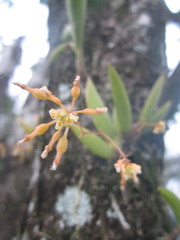 Trizeuxis falcata