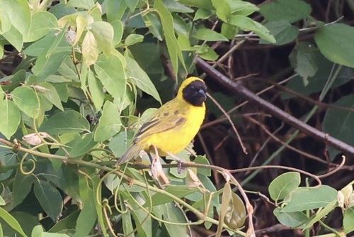 iNaturalist image