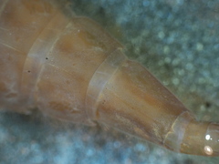 Stylurus notatus