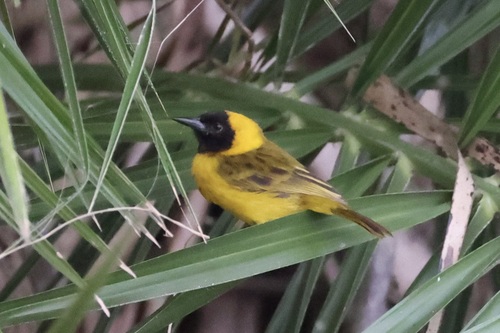 Slender-billed Weaver (Ploceus pelzelni), photo 4