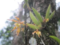 Trizeuxis falcata