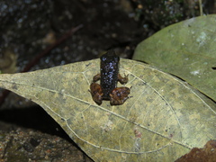 Dendrobatoidea