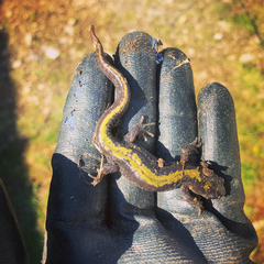 Ambystoma macrodactylum macrodactylum