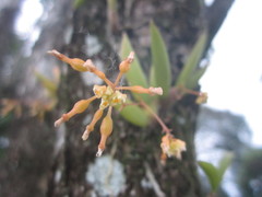 Trizeuxis falcata