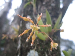Trizeuxis falcata