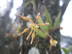 Trizeuxis falcata