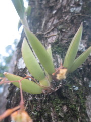 Trizeuxis falcata