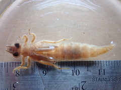 Stylurus notatus