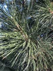 Pinus nigra