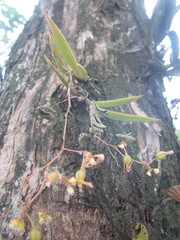 Trizeuxis falcata