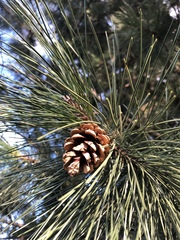 Pinus nigra