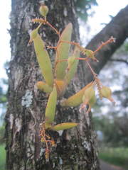 Trizeuxis falcata