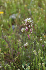 Castilleja densiflora