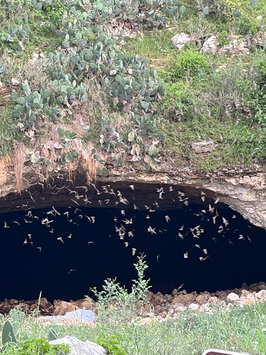 Mexican Free-tailed Bat observed by dlive01