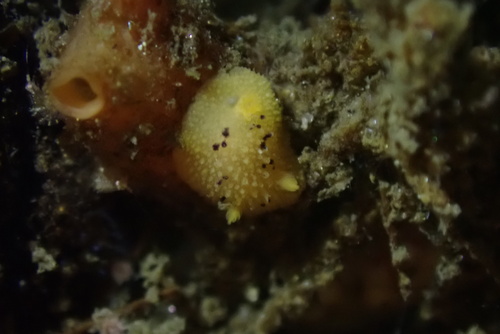 Doris montereyensis