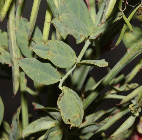 Image of Indigofera fulcrata by (c) Brian du Preez, some rights reserved (CC BY-SA)