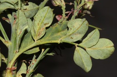 Indigofera fulcrata