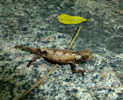 Anja Reserve Leaf Chameleon photo 2