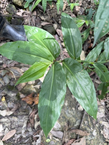 Commelina paludosa iNat (1)
