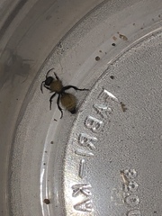 Dasymutilla atricauda