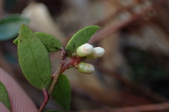 Vaccinium crassifolium