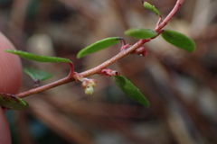 Vaccinium crassifolium