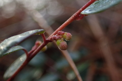 Vaccinium crassifolium