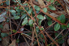 Vaccinium crassifolium