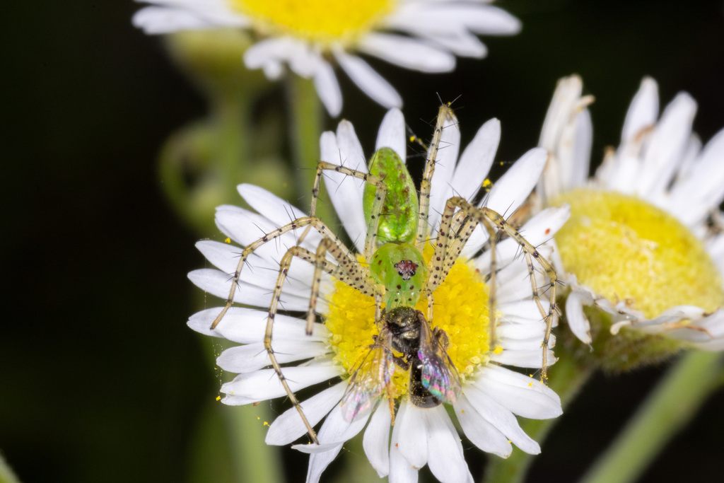 Lesser Green Lynx Spider from Lewisville, TX, USA on May 11, 2026 at 03 ...