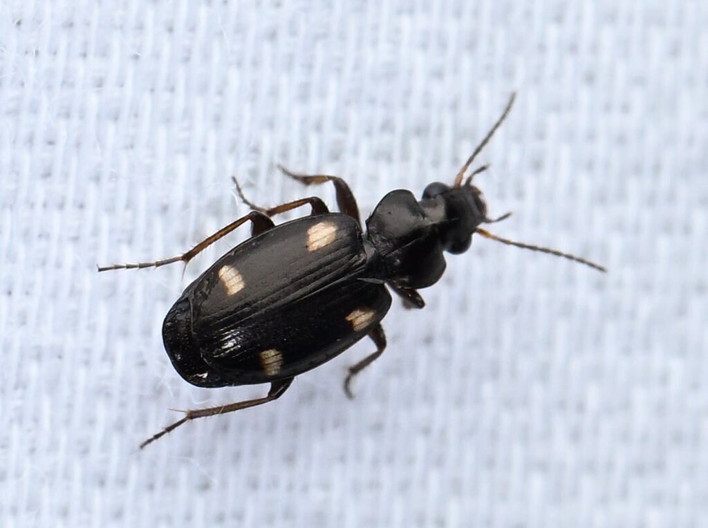 Ground beetle