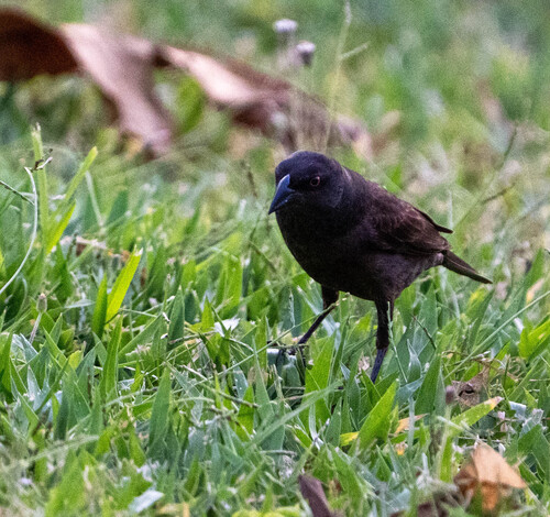 Bronzed Cowbird (Molothrus aeneus)