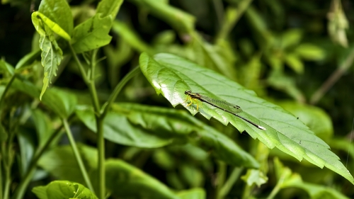 Yellow featherlegs