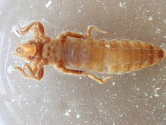 Stylurus scudderi