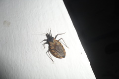 Triatoma dimidiata