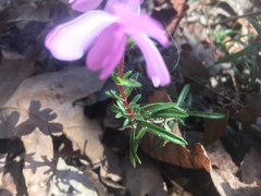 Phlox nivalis