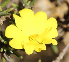 Hibbertia gracilipes