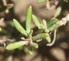 Hibbertia gracilipes