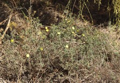 Hibbertia gracilipes