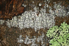 Pertusaria pertractata
