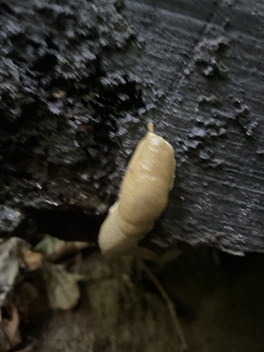 Ariolimax columbianus