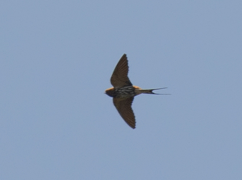 Lesser Striped Swallow