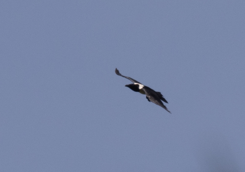 Pied Crow