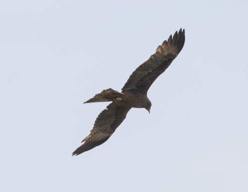 Black Kite