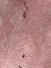 Frankliniella